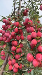 American Craft Apple Hybrid Fruit Air Learning Plant (pack Of - 1)