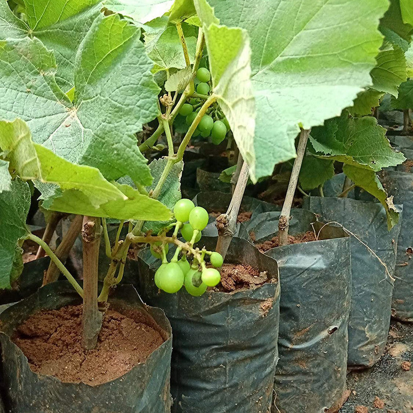 Green Thai Finger Grapes Hybrid Fruit Plant