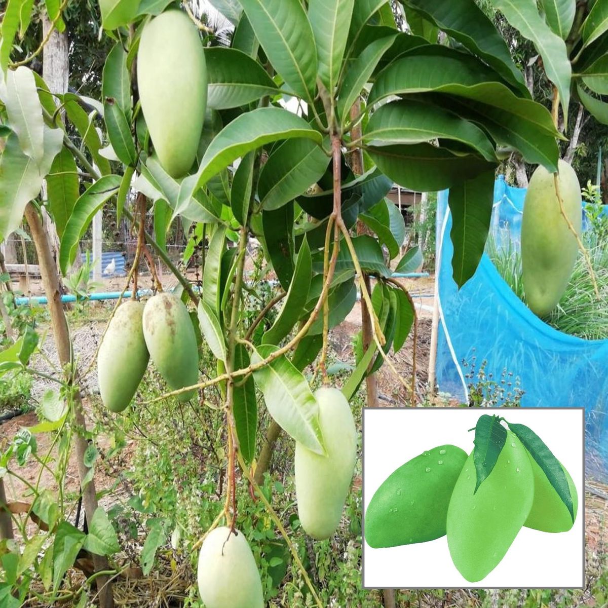 Katimon Mango Hybrid All Time Varities Grafted Fruit Plant