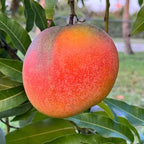 Super Yearly Hong Zhu Mango Grafted Fruit Plant