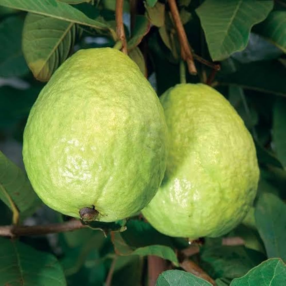 Thai Sweet Guava Hybrid Fruit Plant (pack Of - 1)