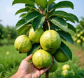 Thai Sweet Guava Hybrid Fruit Plant (pack Of - 1)