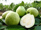 Thai Sweet Guava Hybrid Fruit Plant (pack Of - 1)