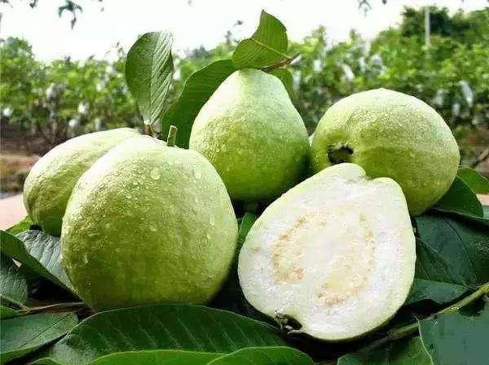 Thai Sweet Guava Hybrid Fruit Plant (pack Of - 1)