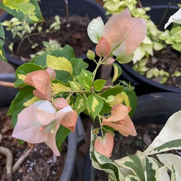 Royal Thima Peach Bougainvillea Flower Plant