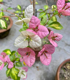 Royal Thima Peach Bougainvillea Flower Plant