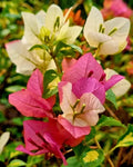 Royal Thima Peach Bougainvillea Flower Plant
