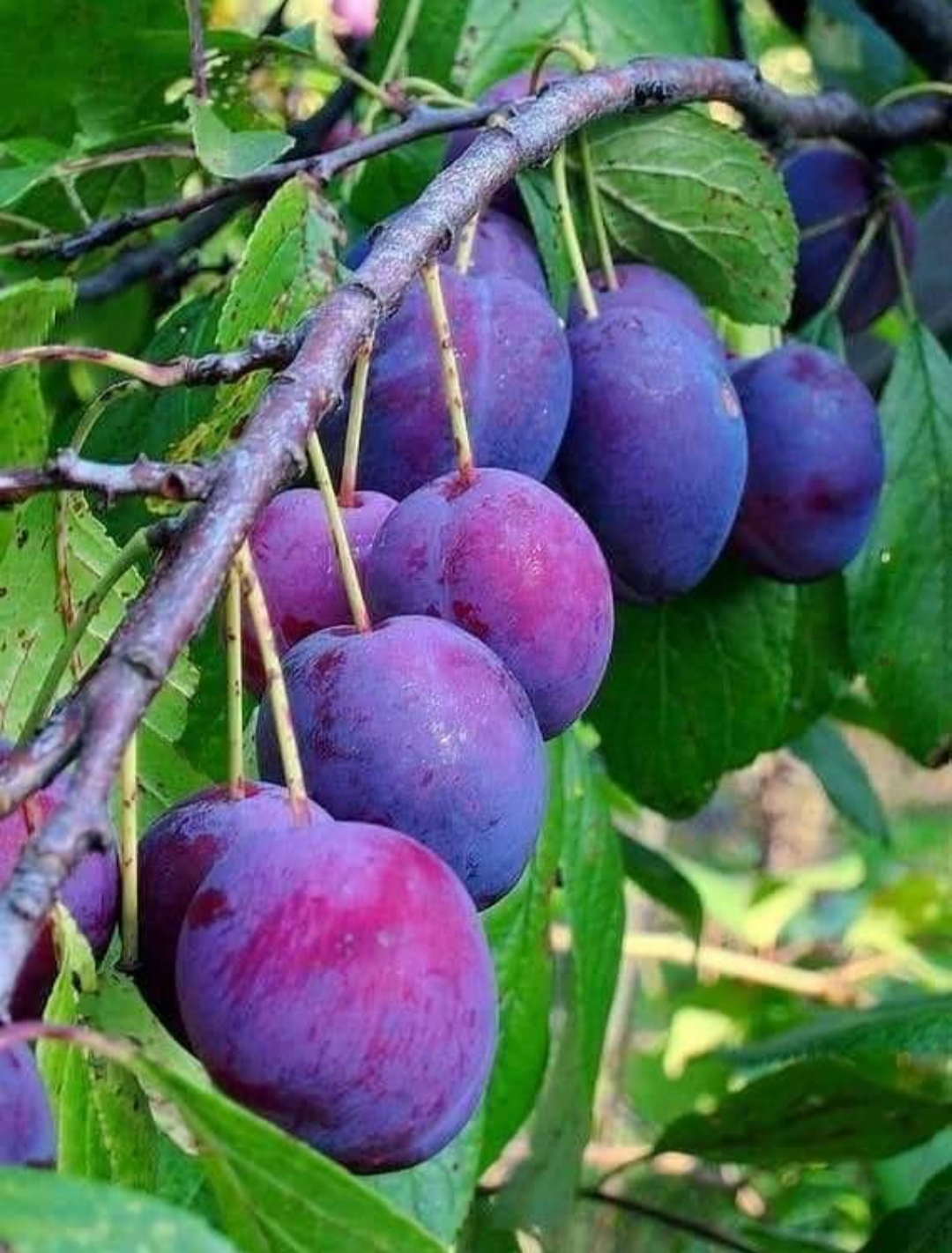 Aloo Bukhara Hybrid Fruit Plant (air Learning Grafted)