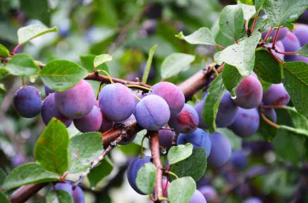 Aloo Bukhara Hybrid Fruit Plant (air Learning Grafted)