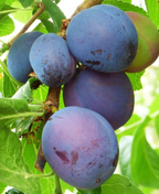 Aloo Bukhara Hybrid Fruit Plant (air Learning Grafted)