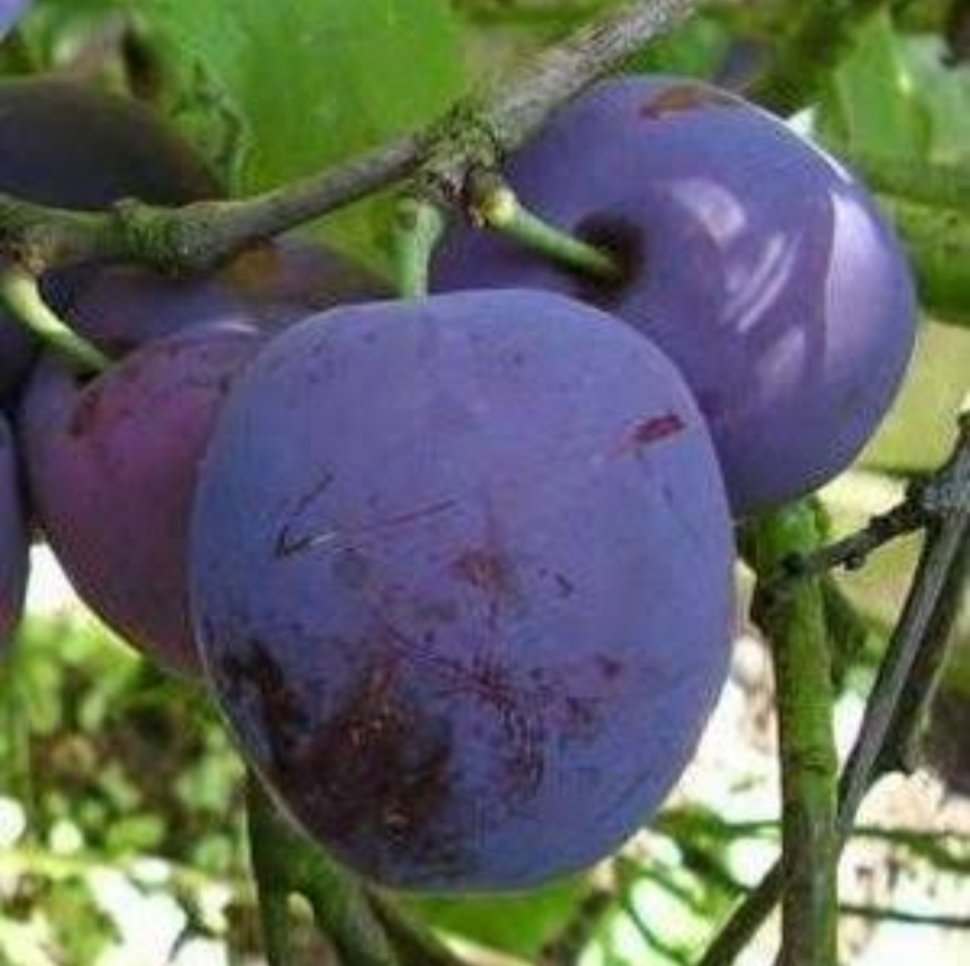 Aloo Bukhara Hybrid Fruit Plant (air Learning Grafted)