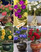Adenium Plant Live Combo Without Pot Bonsai Multi Petal Desert Rose Pack Of - 6 (ALL plants are seedling Plants)