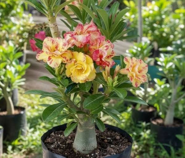 Multicolor Dwarf Varieties Adenium Flower Live Plant (Pack Of - 1)