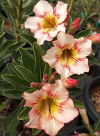 Multicolor Dwarf Varieties Adenium Flower Live Plant (Pack Of - 1)