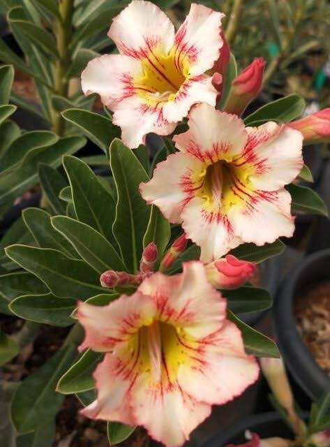 Multicolor Dwarf Varieties Adenium Flower Live Plant (Pack Of - 1)