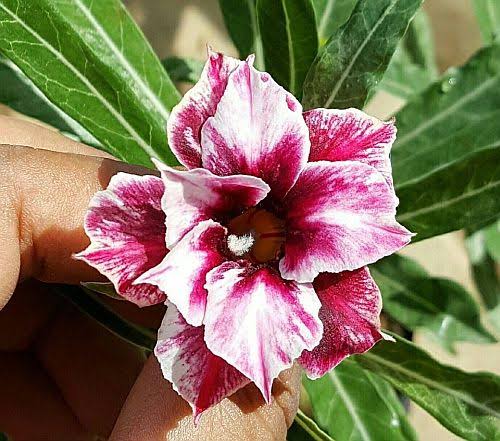 Multicolour Adenium Dwarf Varieties Flower Live Plant