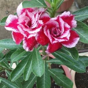 Multicolour Adenium Dwarf Varieties Flower Live Plant