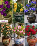 Adenium Plant Live Combo Without Pot Bonsai Multi Petal Desert Rose Pack Of - 6 (ALL plants are seedling Plants)