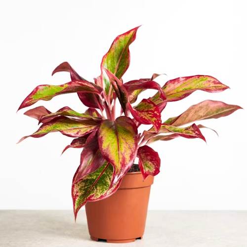 Aglaonema Lipstick Plant Natural Indoor Live Plant ( Pack Of - 1)