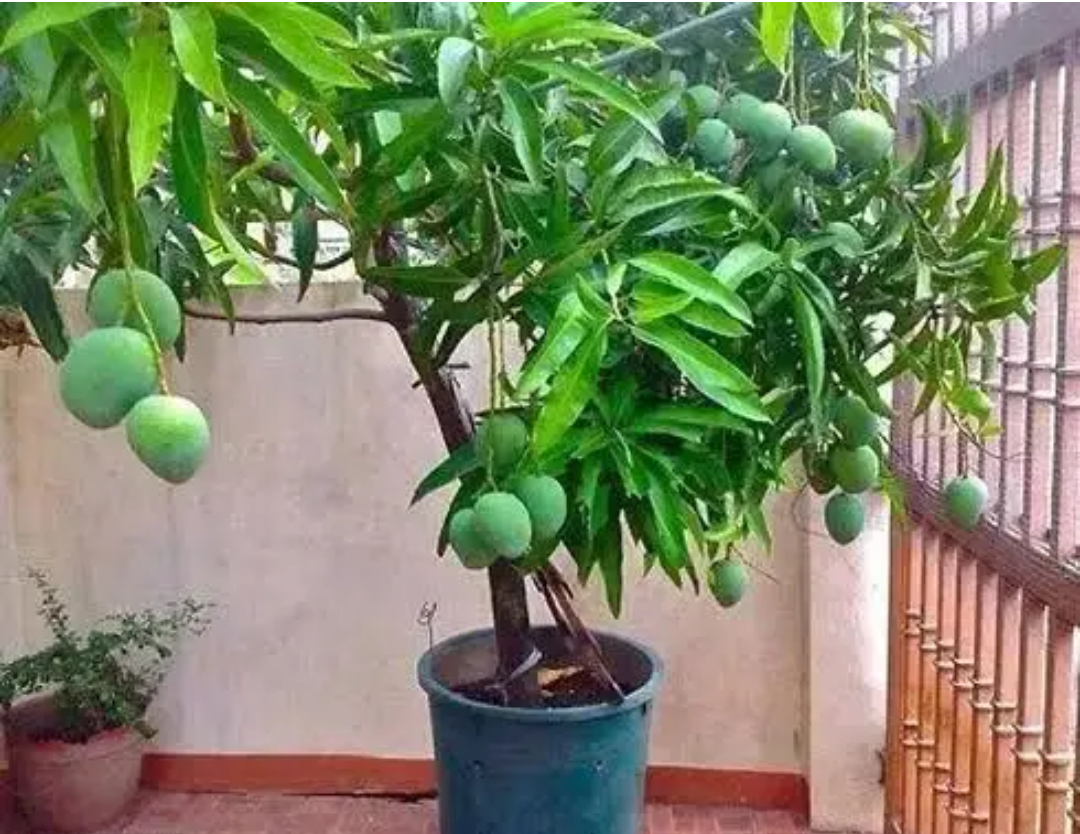 All Time Mango Hybrid Grafted Fruit Plant