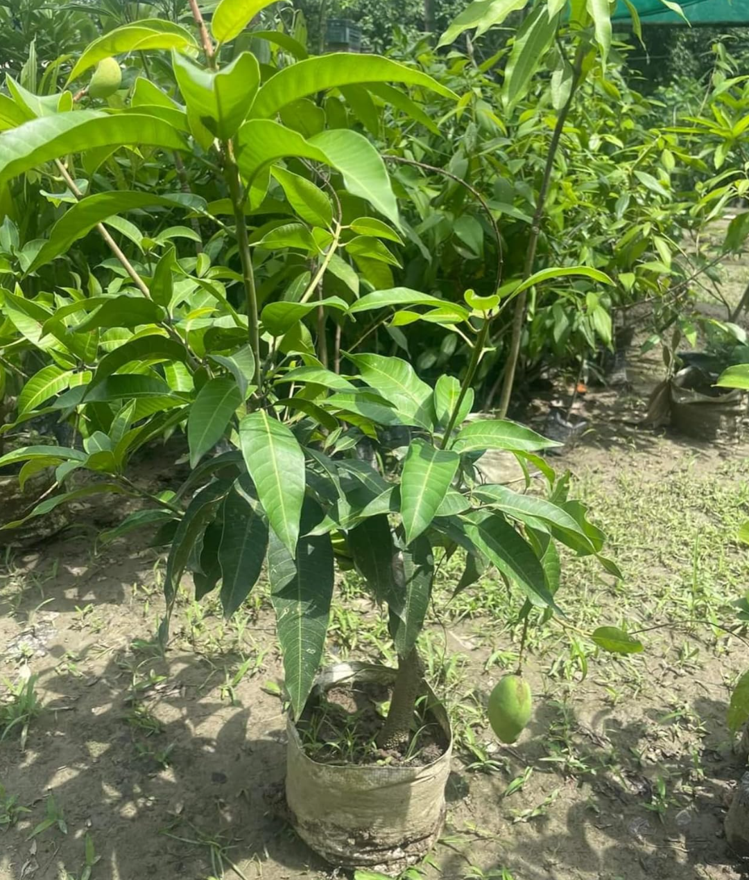 All Time Mango Hybrid Grafted Fruit Plant