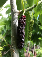 Mulberry/shahtoot Hybrid Fruit Plant