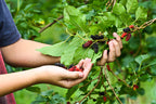 Mulberry/shahtoot Hybrid Fruit Plant