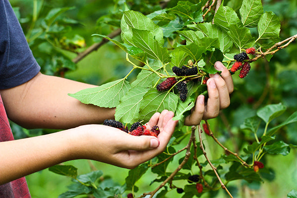 Mulberry/shahtoot Hybrid Fruit Plant