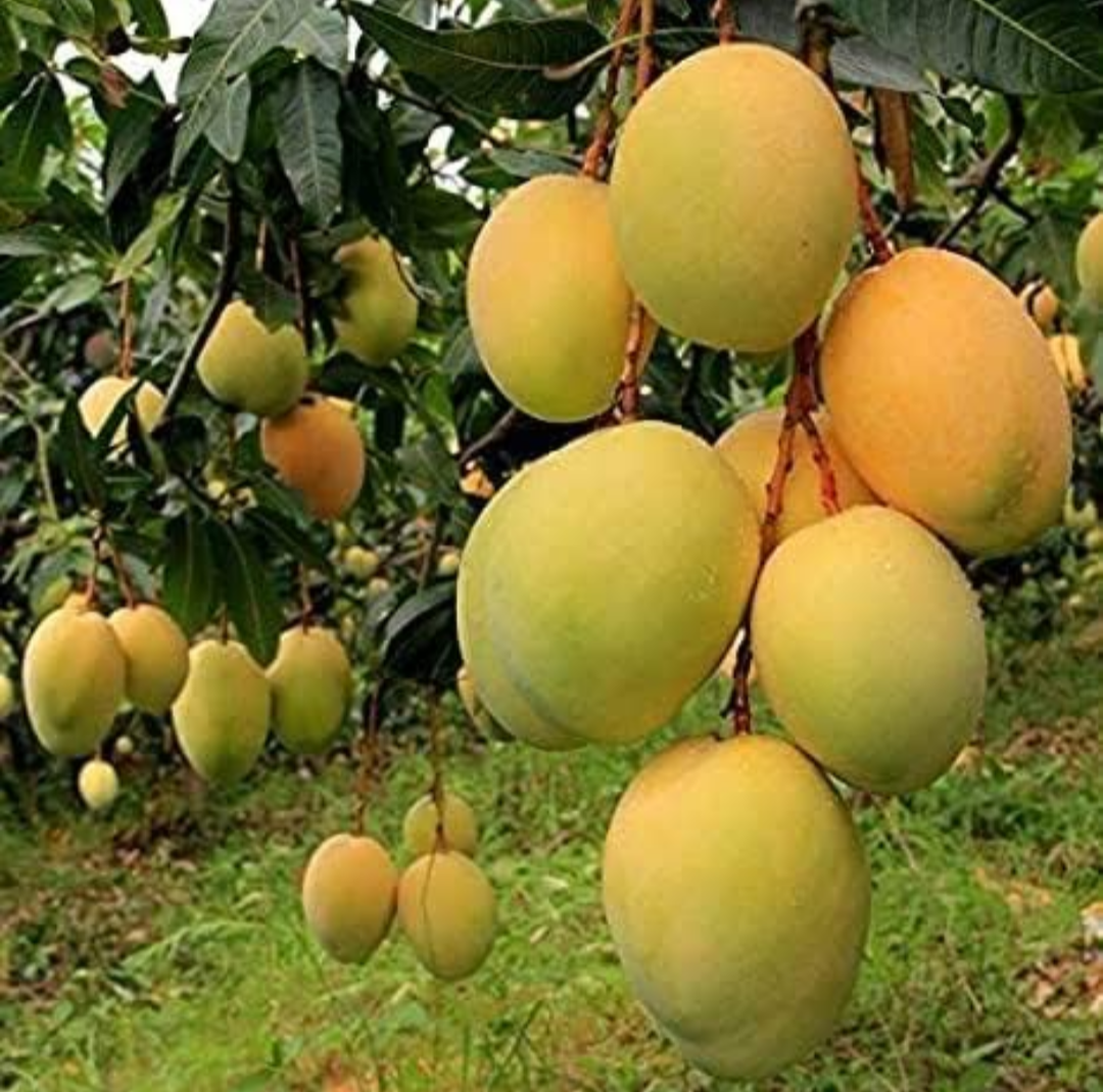 Alphonso Mango Hybrid Grafted Fruit Plant