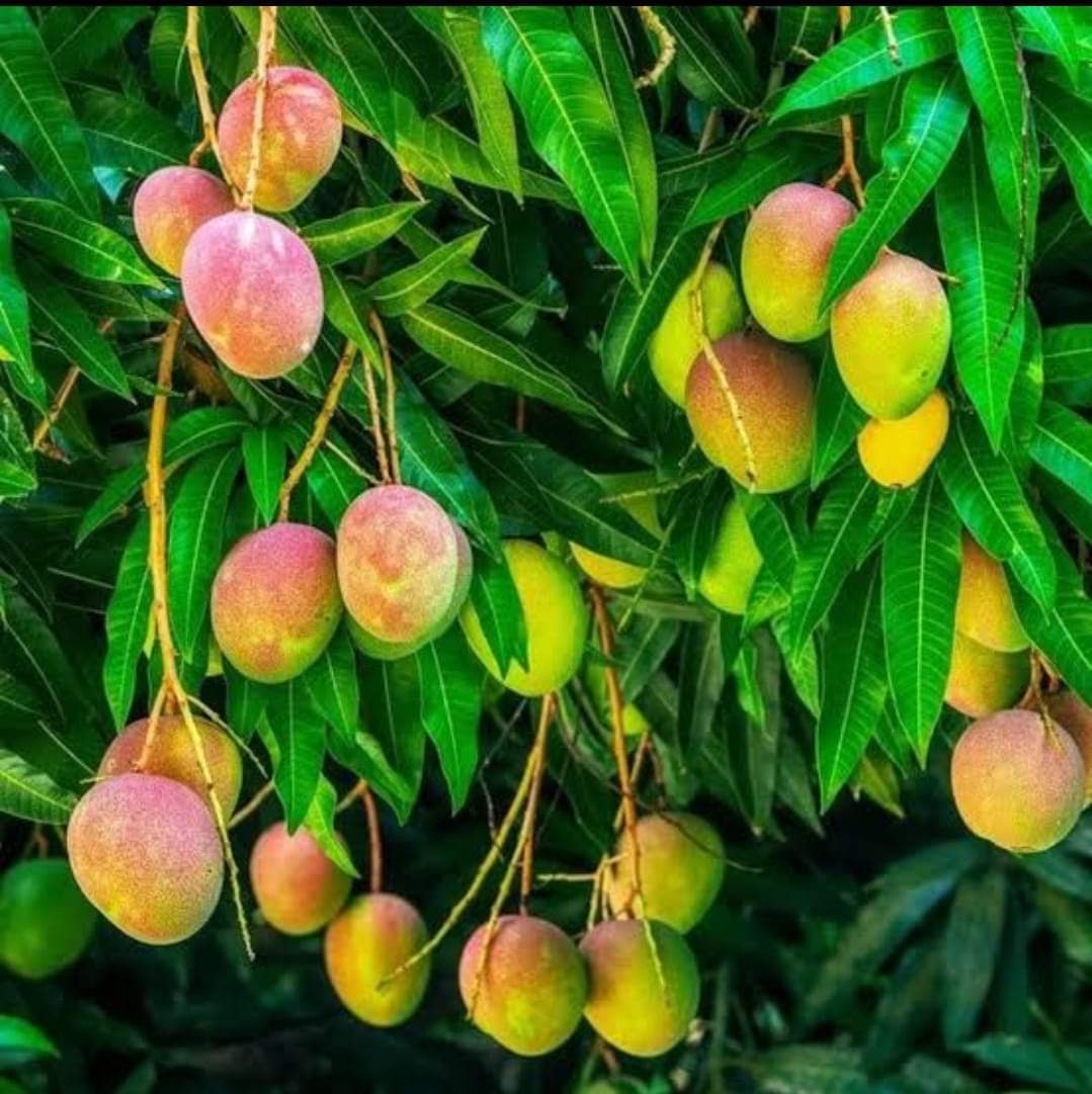 Alponcho Mango Hybrid Grafted Plant