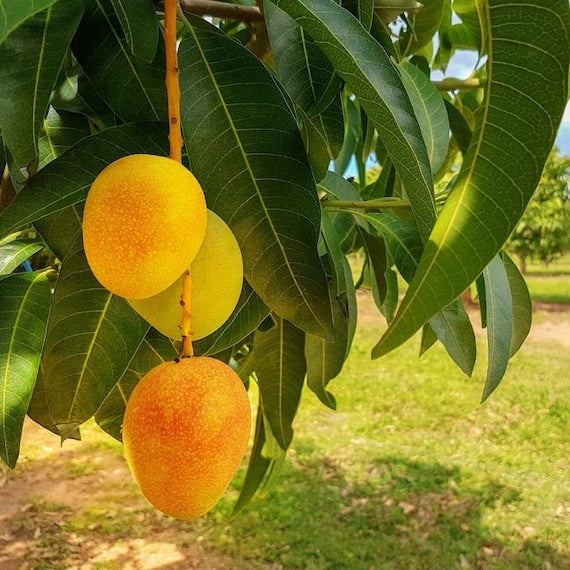 Alponcho Mango Grafted Fruit Plant