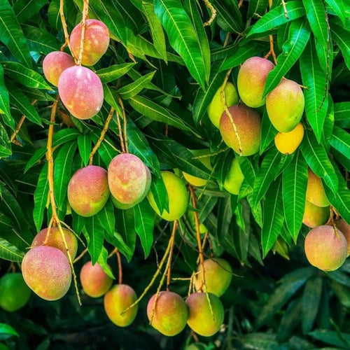 Alponcho Mango Grafted Fruit Plant