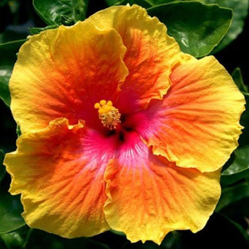 American Hibiscus Multi Colour Flower Plant