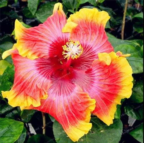 American Hibiscus Multi Colour Flower Plant