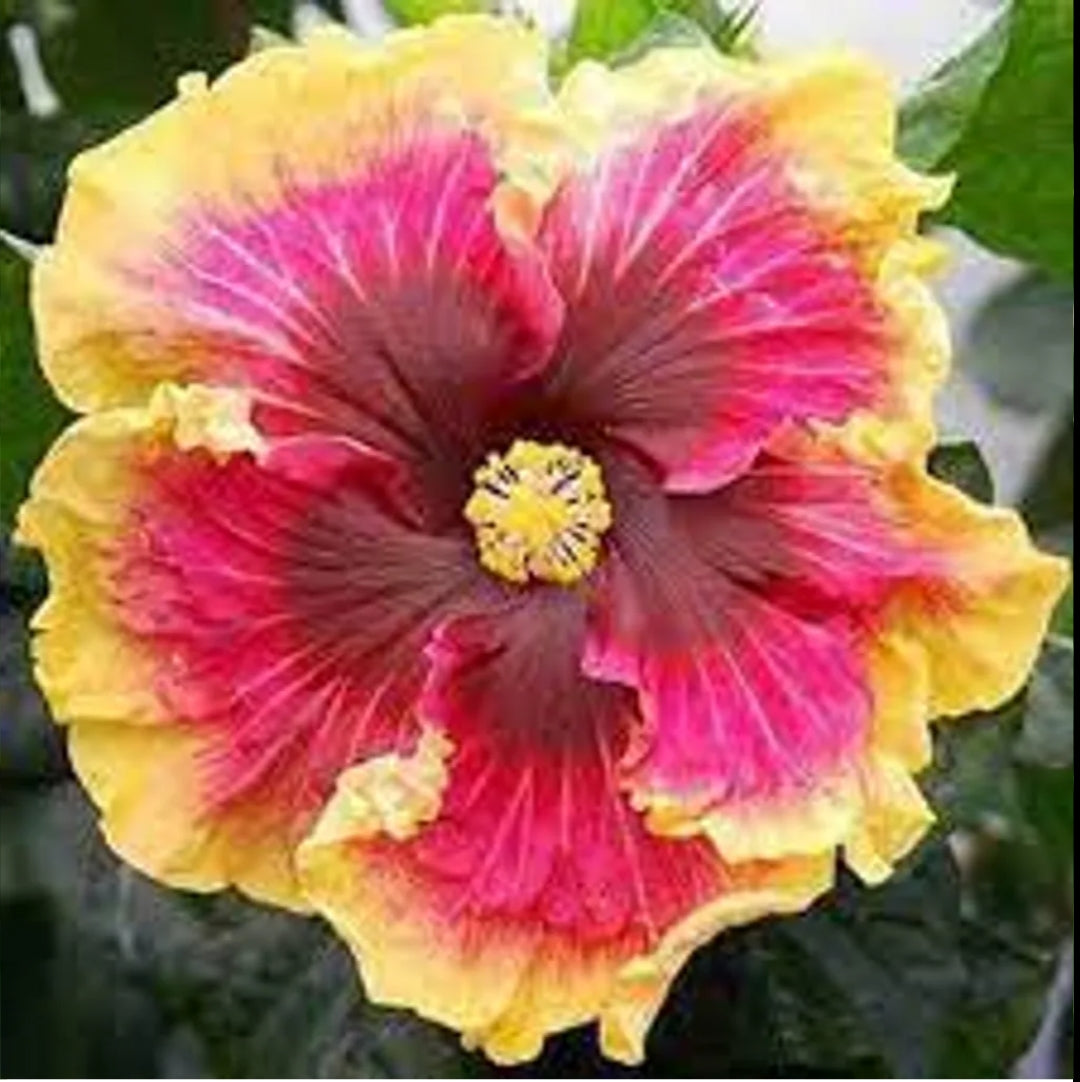 American Hibiscus Multi Colour Flower Plant