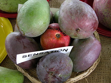 Australian Sensation Mango Grafted Fruit Plant