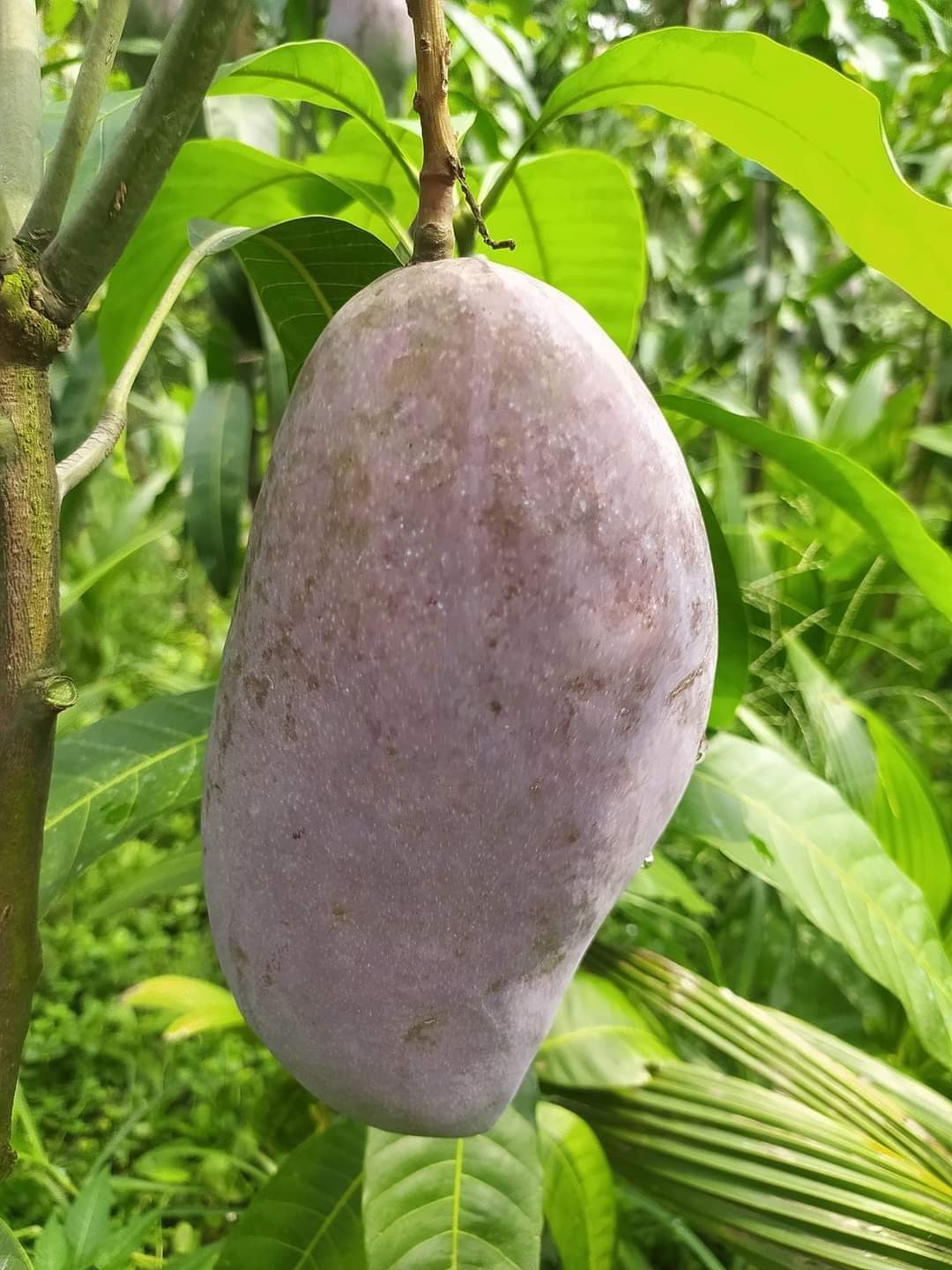 Australian Sensation Mango Grafted Fruit Plant
