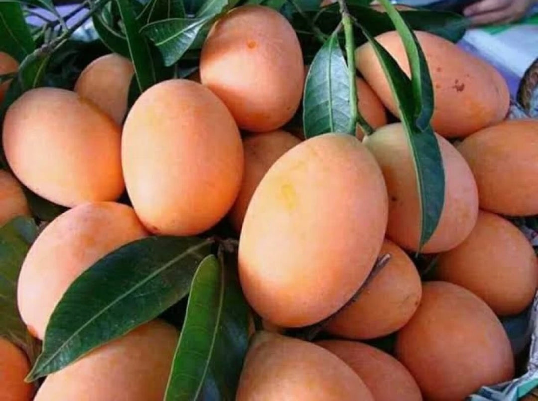 Amrapali Mango Grafted Fruit Plant