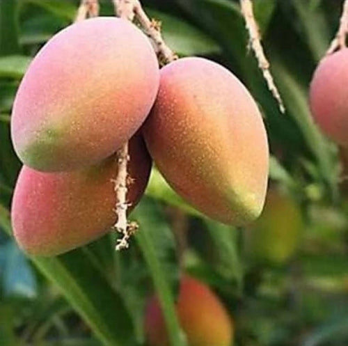 Amrapali Mango Grafted Fruit Plant