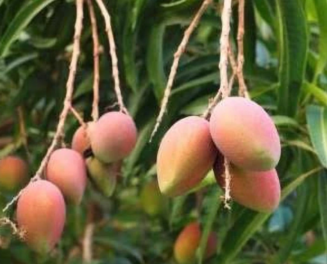 Amrapali Mango Grafted Fruit Plant
