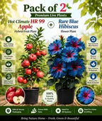 Pack of 2 Hot Climate HR 99 Apple Hybrid Fruit Plant + Rare Blue Hibiscus Flower Plant