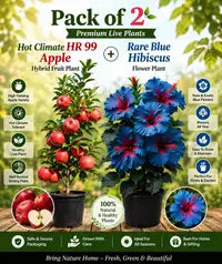 Pack of 2 Hot Climate HR 99 Apple Hybrid Fruit Plant + Rare Blue Hibiscus Flower Plant
