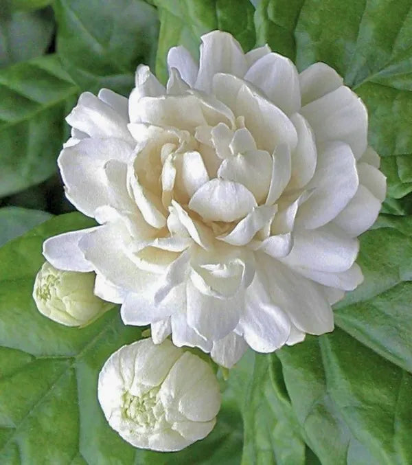 Arabian Jasmine Flower Hybrid Plant