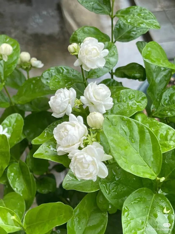 Arabian Jasmine Flower Hybrid Plant