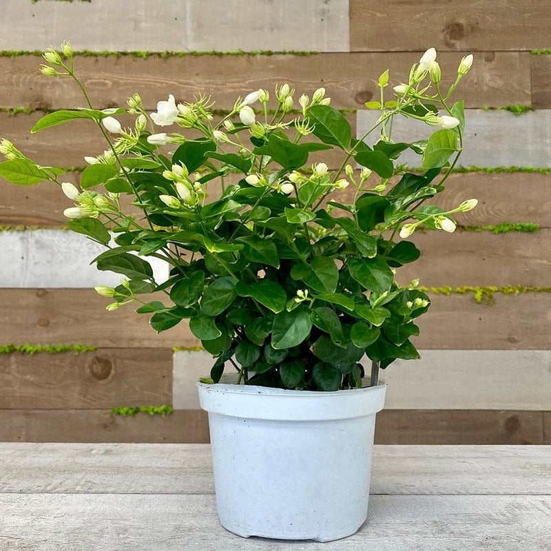Arabian Jasmine Flower Hybrid Plant