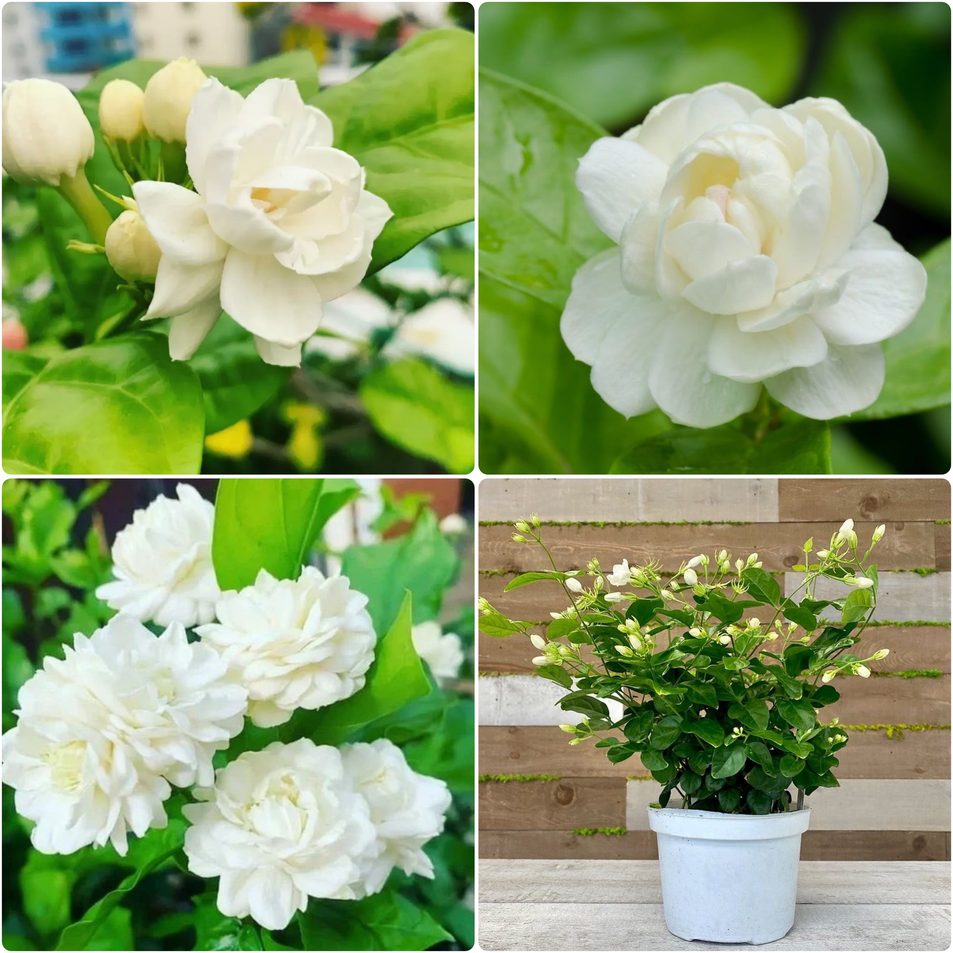 Arabian Jasmine Hybrid Flower Plant