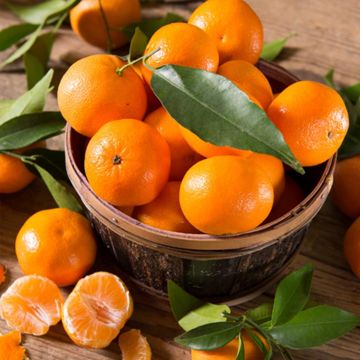 Australian Cara Cara Orange Grafted Fruit Plant
