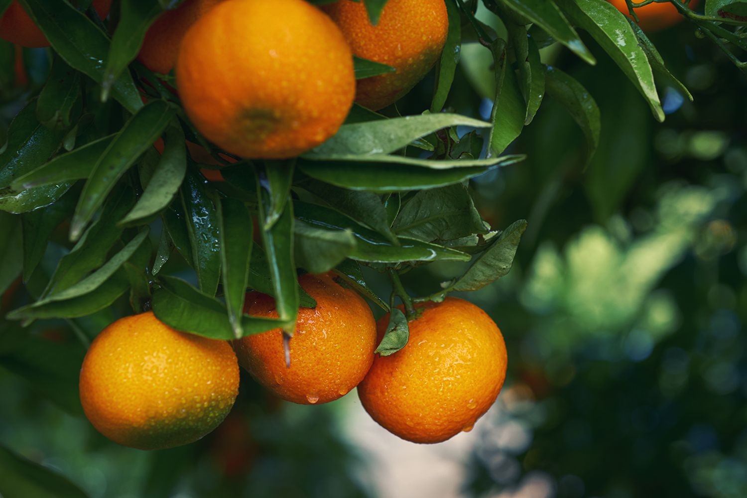 Thai Sweet Orange/santra Grafted Fruit Plant (pack Of - 1)