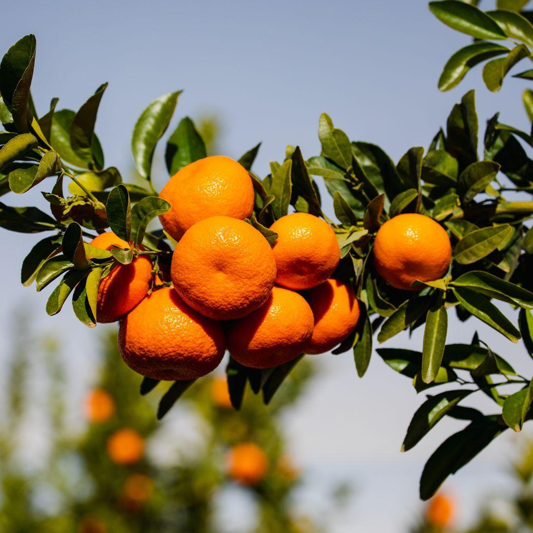 Chatoki Orange/santra Grafted Fruit Plant