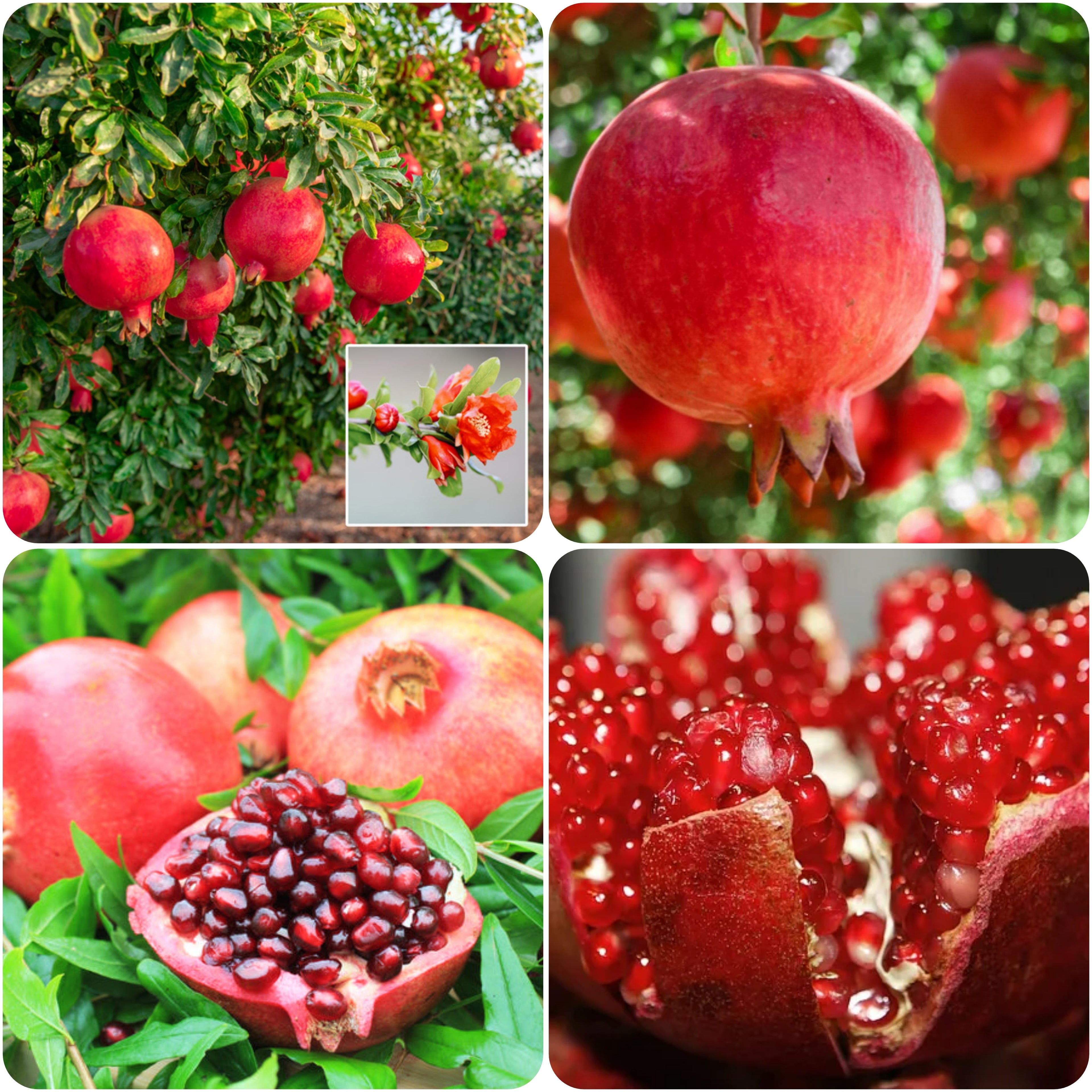 Australian Pomegranate/anar Hybrid Fruit Plant